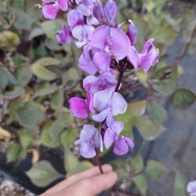 Hyacinth Bean Vine