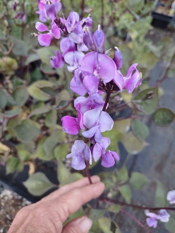 Hyacinth Bean Vine