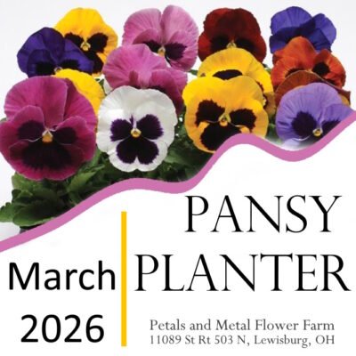 Spring Pansy Planter - March 15, 2026