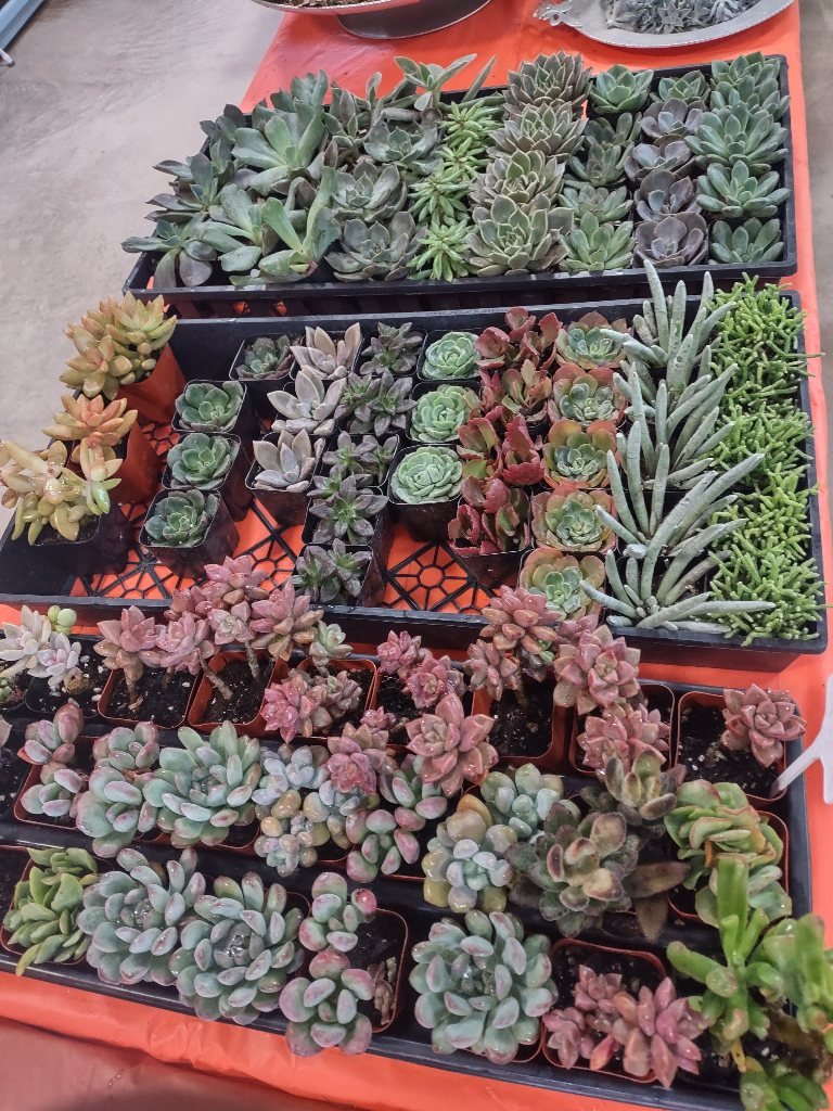 DIY Succulent Bar - Image 2