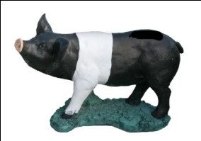 standing Pig