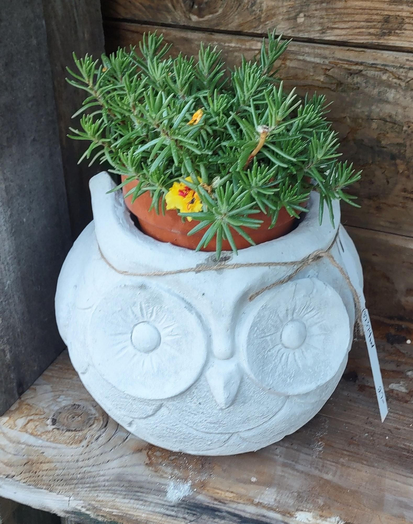concrete owl pot