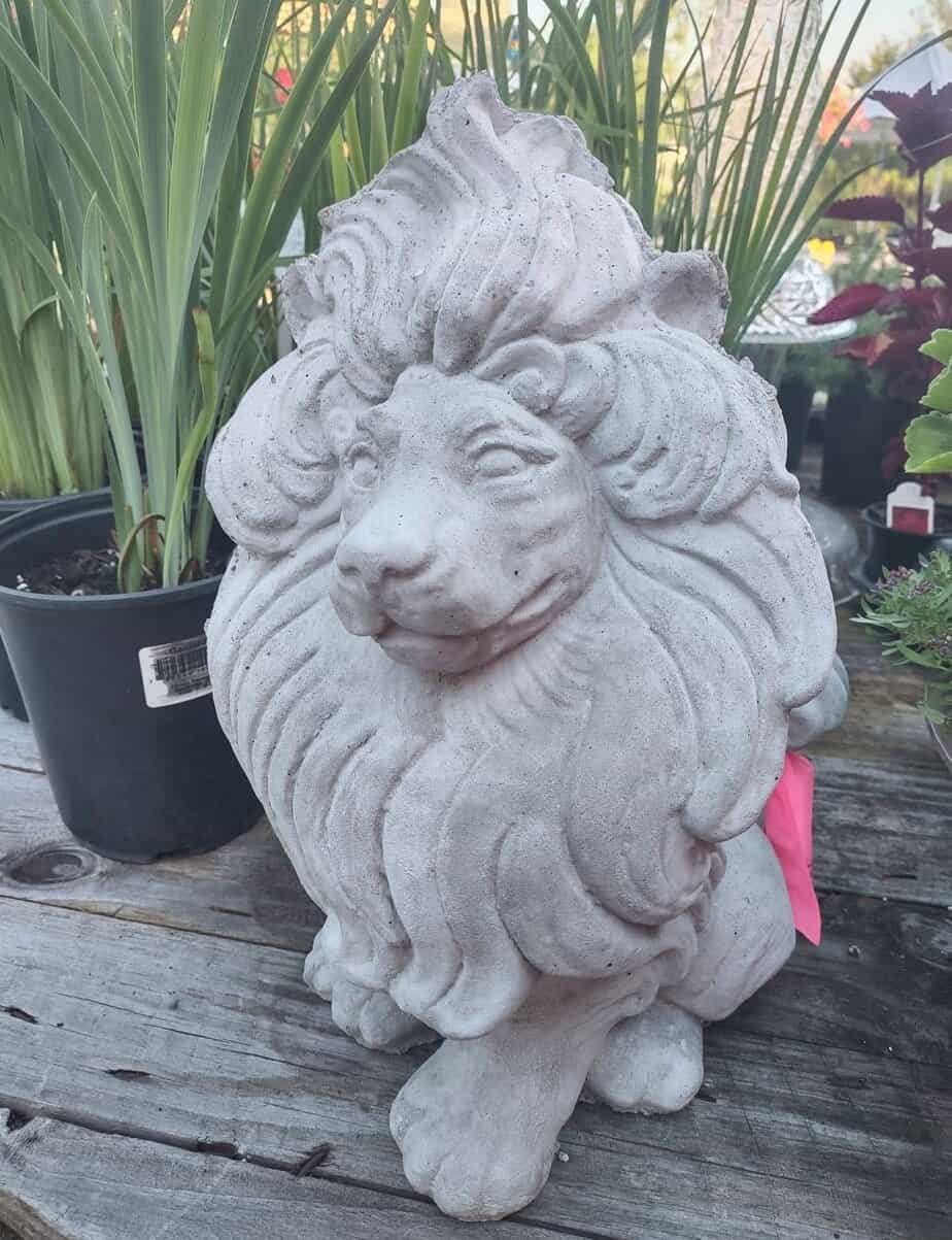 sun faced lion