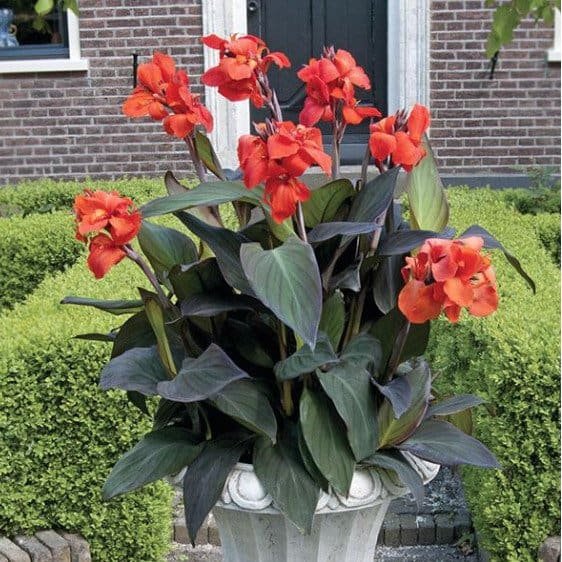 Bronze orange canna in container