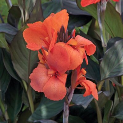 Bronze Orange CAnna