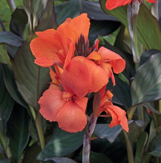 Bronze Orange CAnna