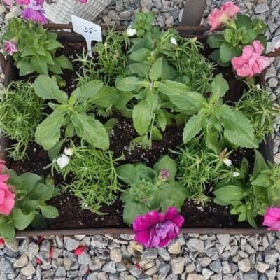 Metal Basket Garden