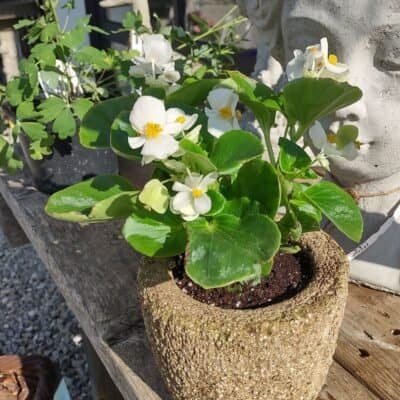 Hypertufa Spring Garden