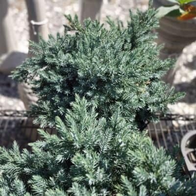 Juniper shrub