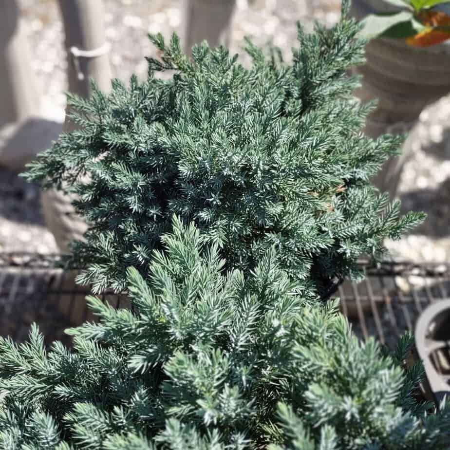 Juniper shrub