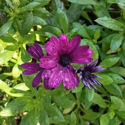 African Daisy (Osteopermum)
