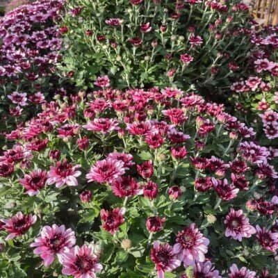pink mum in 6" pot