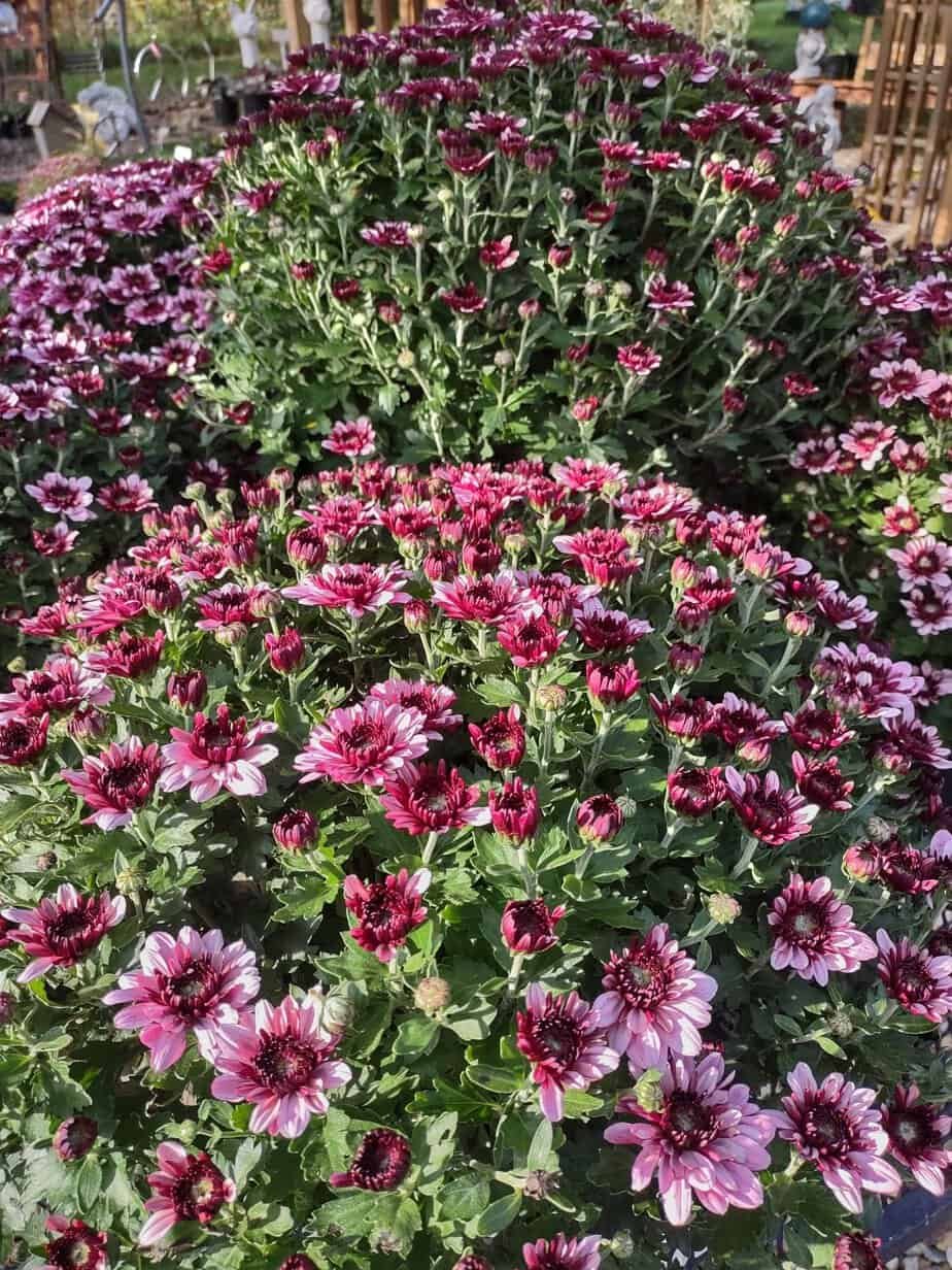 pink mum in 6" pot